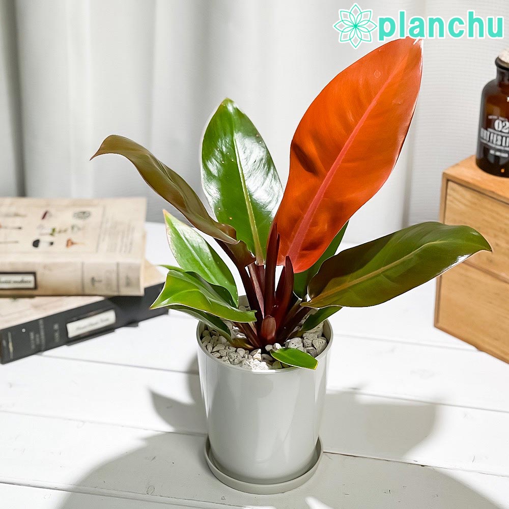 PLANCHU 観葉植物 フィロデンドロン プリンスオブオレンジ 4号鉢 受け皿付き 育て方説明書付き Philodendron ‘Prince Of Orange’ アロイド