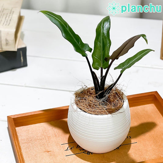 PLANCHU 観葉植物 アロカシア ラウテルバキアナ 3号丸鉢 受け皿付き 育て方説明書付き Alocasia lauterbachiana アロイド