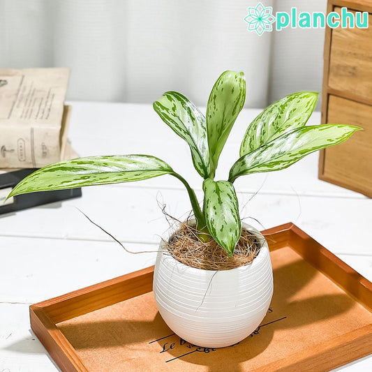 PLANCHU 観葉植物 アグラオネマ シルバークイーン 3号丸鉢 受け皿付き 育て方説明書付き Aglaonema ‘Silver Queen’ 幸せを招くタイの宝石 アロイド