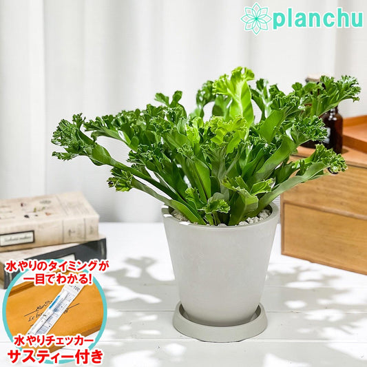 PLANCHU 観葉植物 アスプレニウム レズリー 5号樹脂鉢 ホワイト サスティー付き 受け皿付き 育て方説明書付き Asplenium nidus ‘Leslie’ シダ シマオオタニワタリ