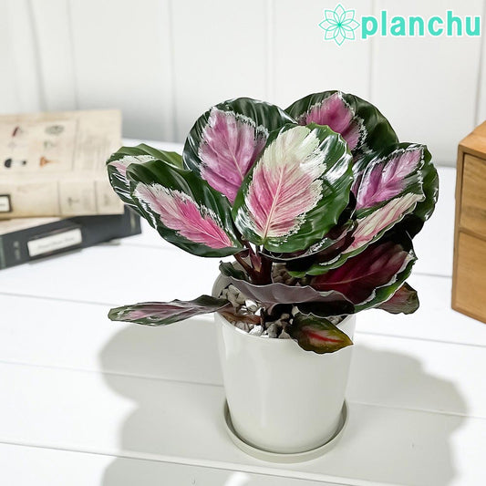 PLANCHU 観葉植物 カラテア クリムゾングリーン 4号鉢 受け皿付き 育て方説明書付き Calathea ‘Crimson Green’