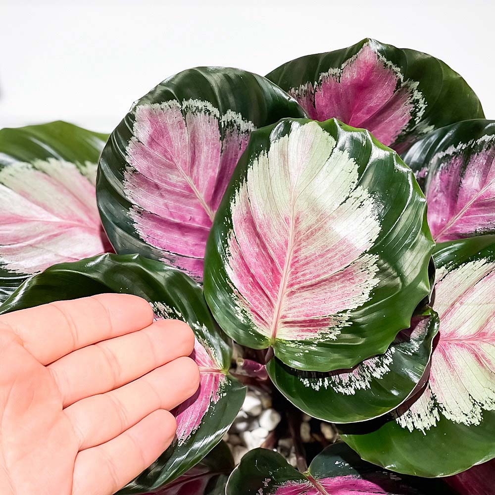 PLANCHU 観葉植物 カラテア クリムゾングリーン 4号鉢 受け皿付き 育て方説明書付き Calathea ‘Crimson Green’