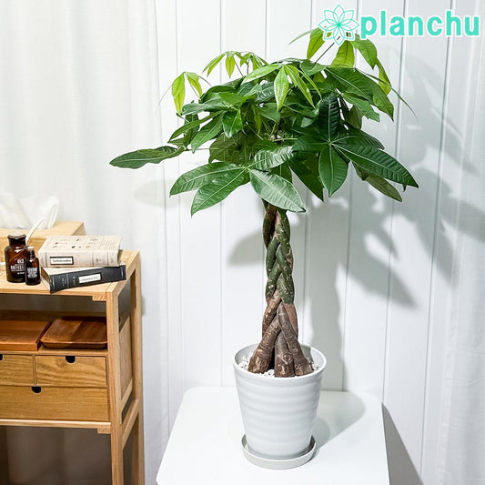 PLANCHU 観葉植物 パキラ 編み 7号鉢 受け皿付き 育て方説明書付き Pachira glabra 発財樹 ねじり