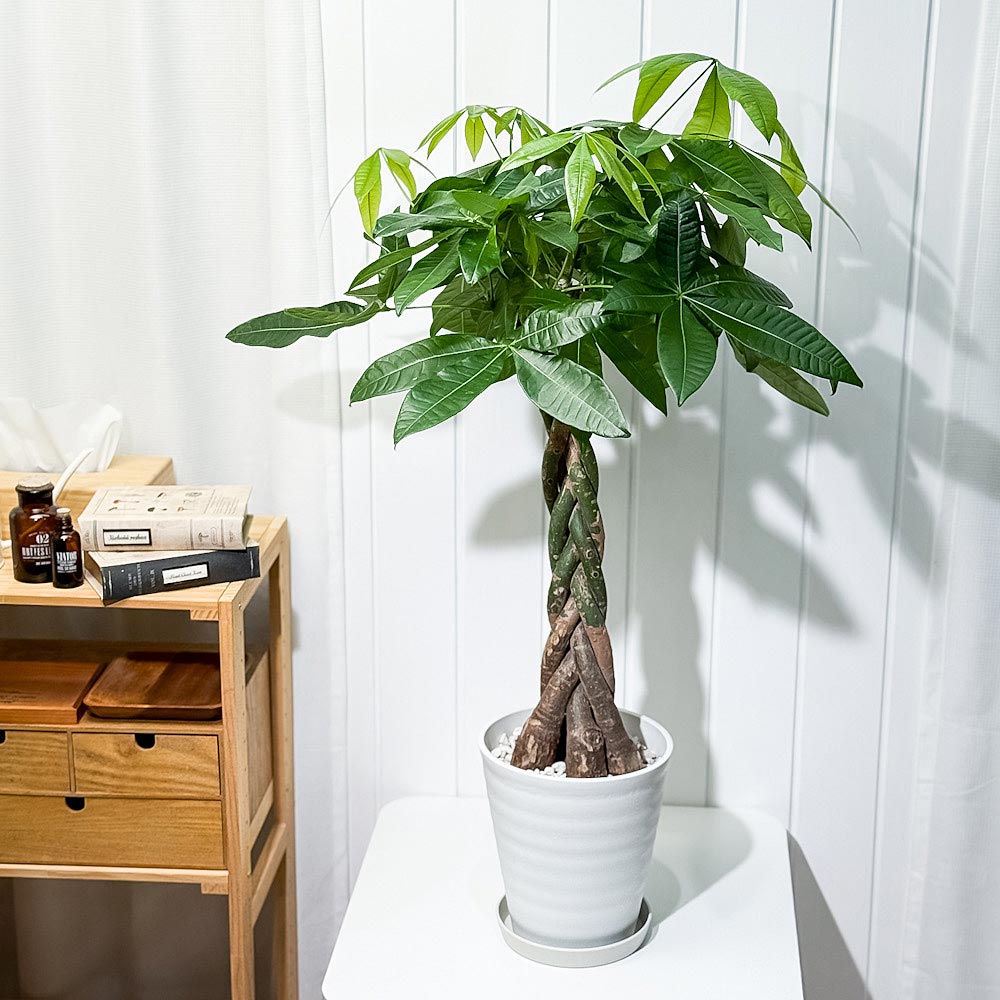 PLANCHU 観葉植物 パキラ 編み 7号鉢 受け皿付き 育て方説明書付き Pachira glabra 発財樹 ねじり