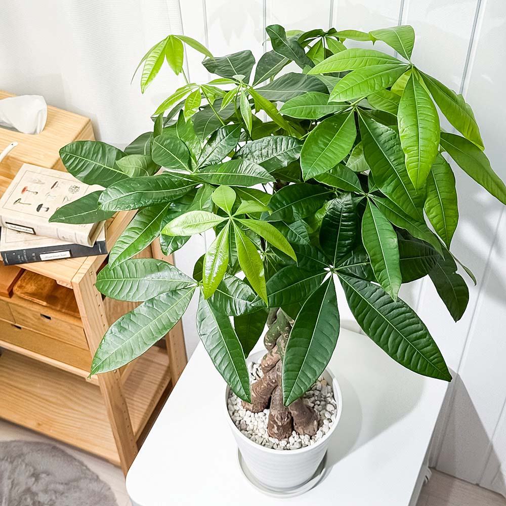 PLANCHU 観葉植物 パキラ 編み 7号鉢 受け皿付き 育て方説明書付き Pachira glabra 発財樹 ねじり