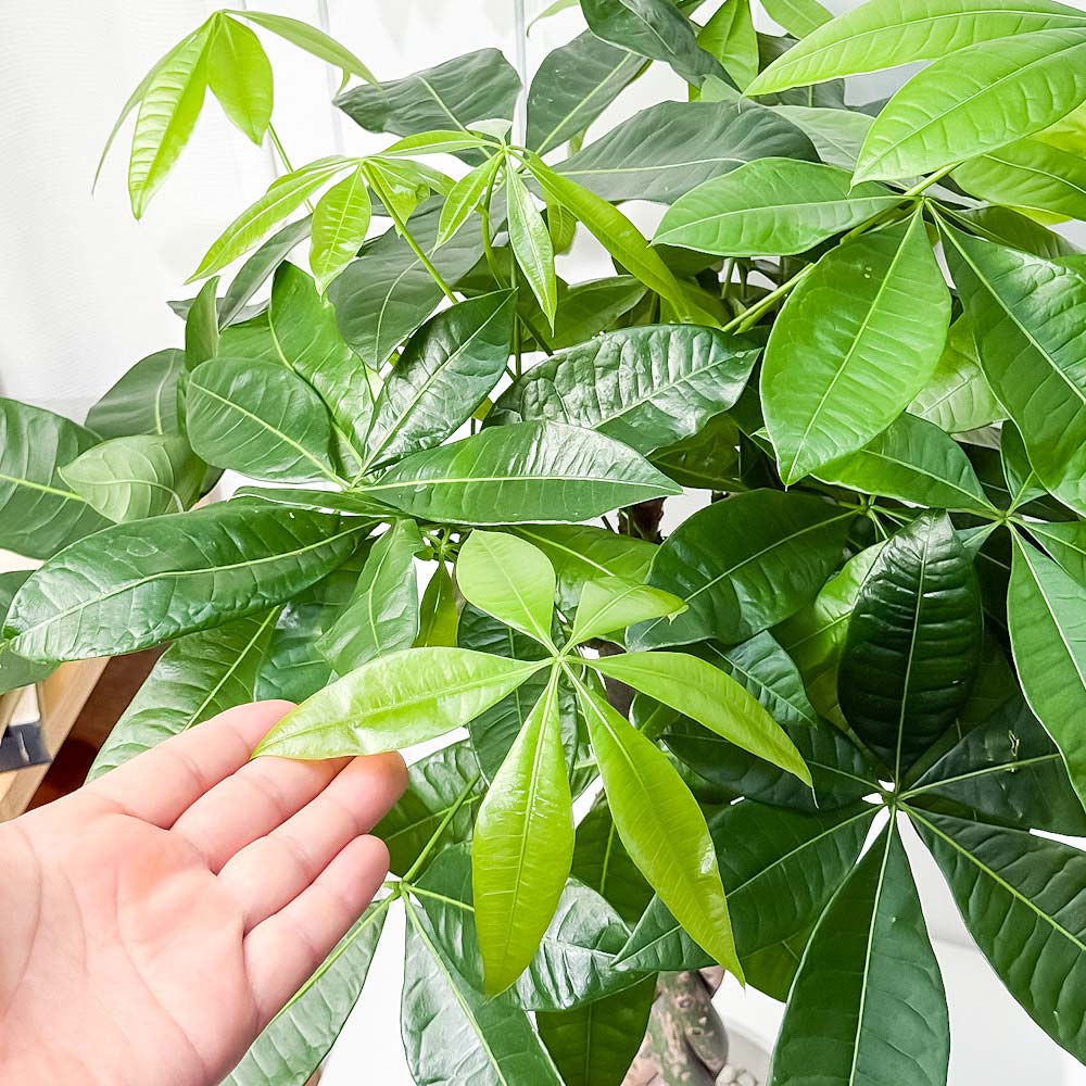 PLANCHU 観葉植物 パキラ 編み 7号鉢 受け皿付き 育て方説明書付き Pachira glabra 発財樹 ねじり