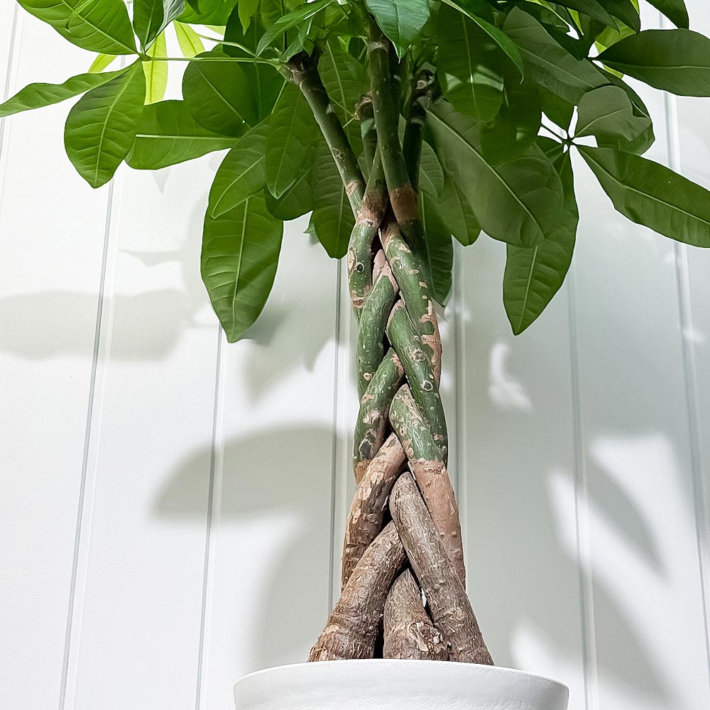 PLANCHU 観葉植物 パキラ 編み 7号鉢 受け皿付き 育て方説明書付き Pachira glabra 発財樹 ねじり