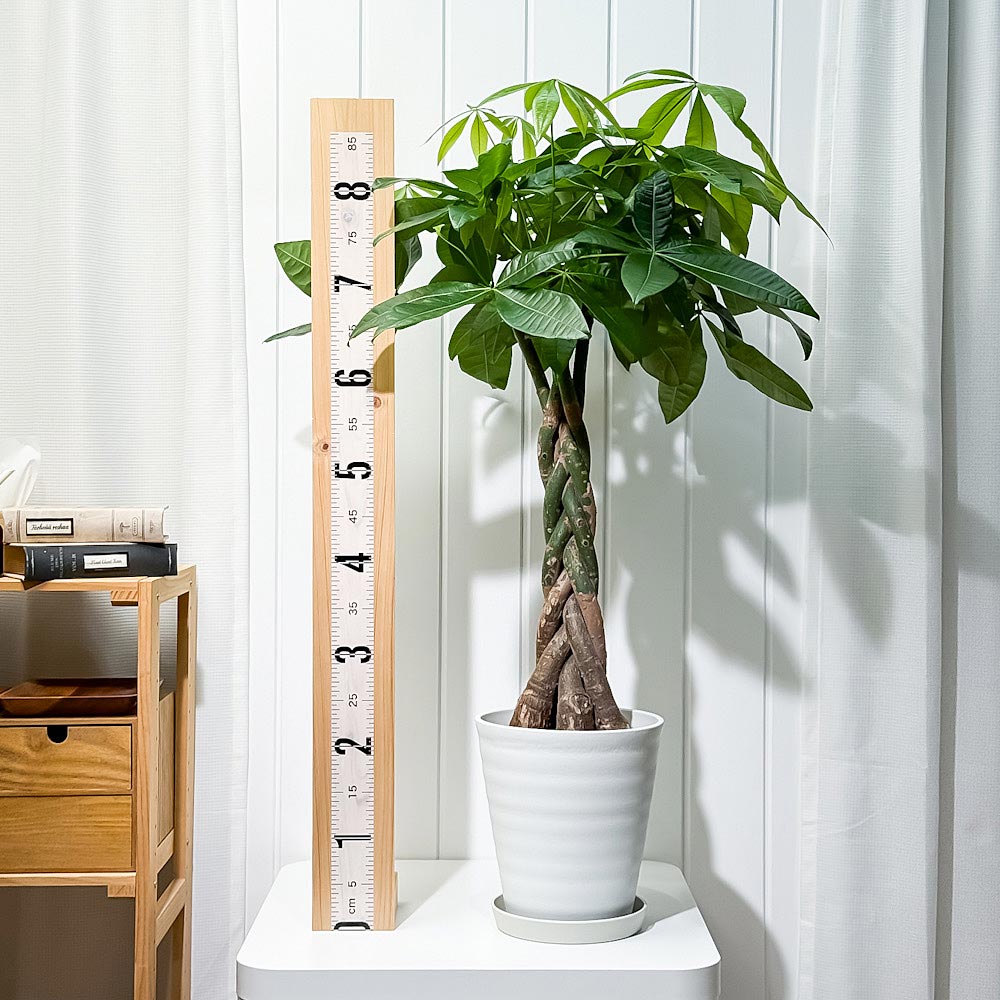 PLANCHU 観葉植物 パキラ 編み 7号鉢 受け皿付き 育て方説明書付き Pachira glabra 発財樹 ねじり