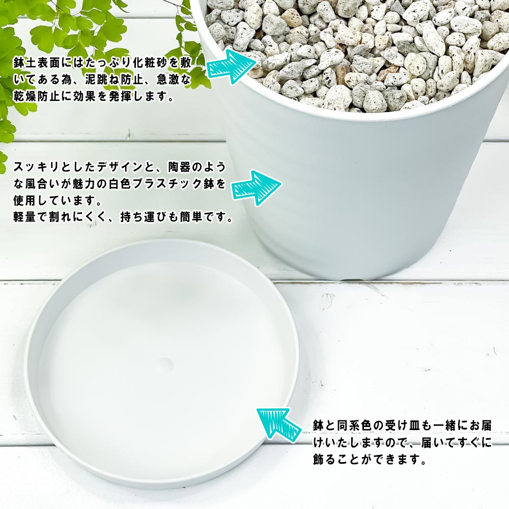 PLANCHU 観葉植物 パキラ 編み 7号鉢 受け皿付き 育て方説明書付き Pachira glabra 発財樹 ねじり