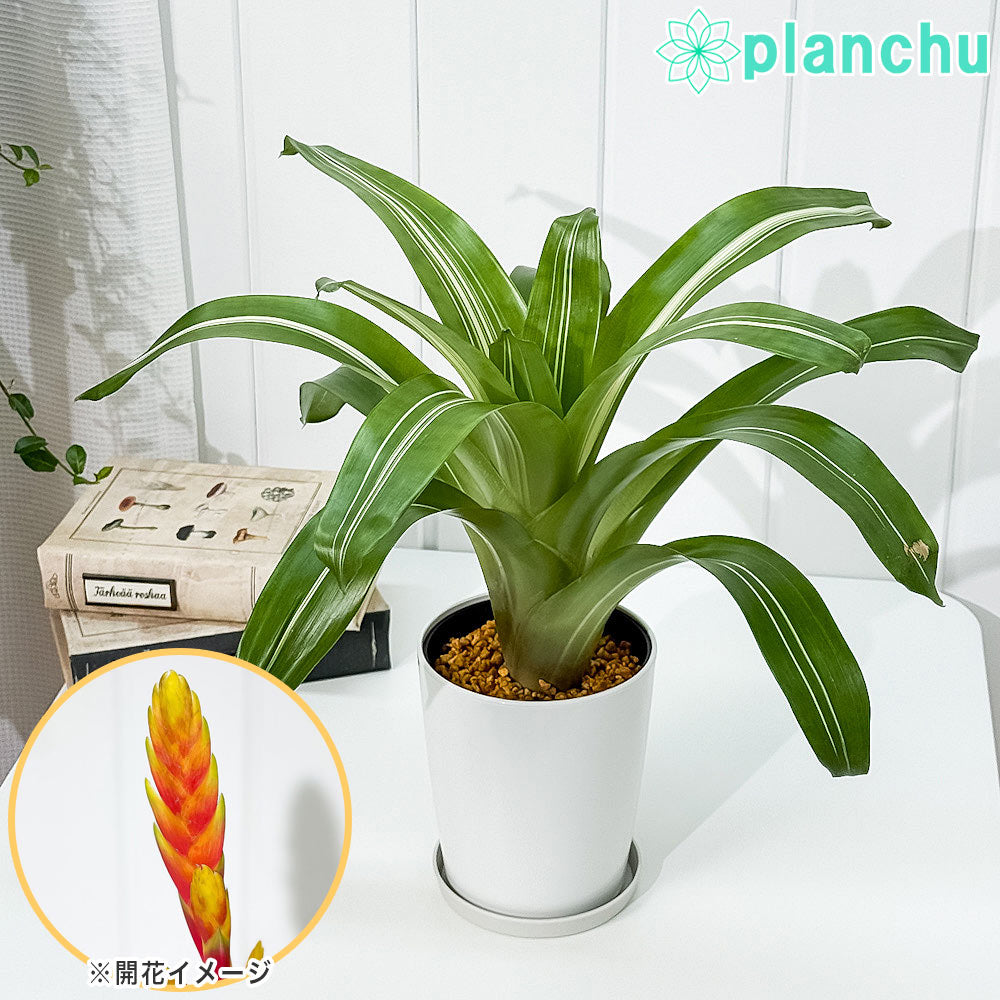 PLANCHU 観葉植物 フリーセア ポエルマニー 斑入り 4号鉢 受け皿付き 育て方説明書付き Vriesea Poelmanii Group ‘Variegata’ オオインコアナナス ブロメリア タンクブロメリア