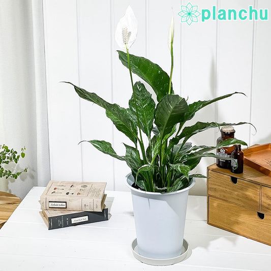 PLANCHU 観葉植物 スパティフィラム ドミノ 6号鉢 受け皿付き 育て方説明書付き Spathiphyllum ‘Domino’ 斑入り アロイド