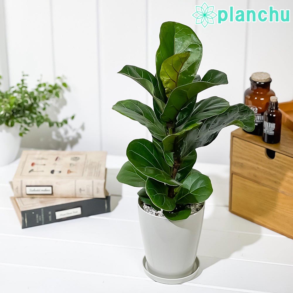 PLANCHU 観葉植物 フィカス リラータ 4号鉢 受け皿付き 育て方説明書付き Ficus lyrata カシワバゴムノキ ゴムノキ ゴムの木