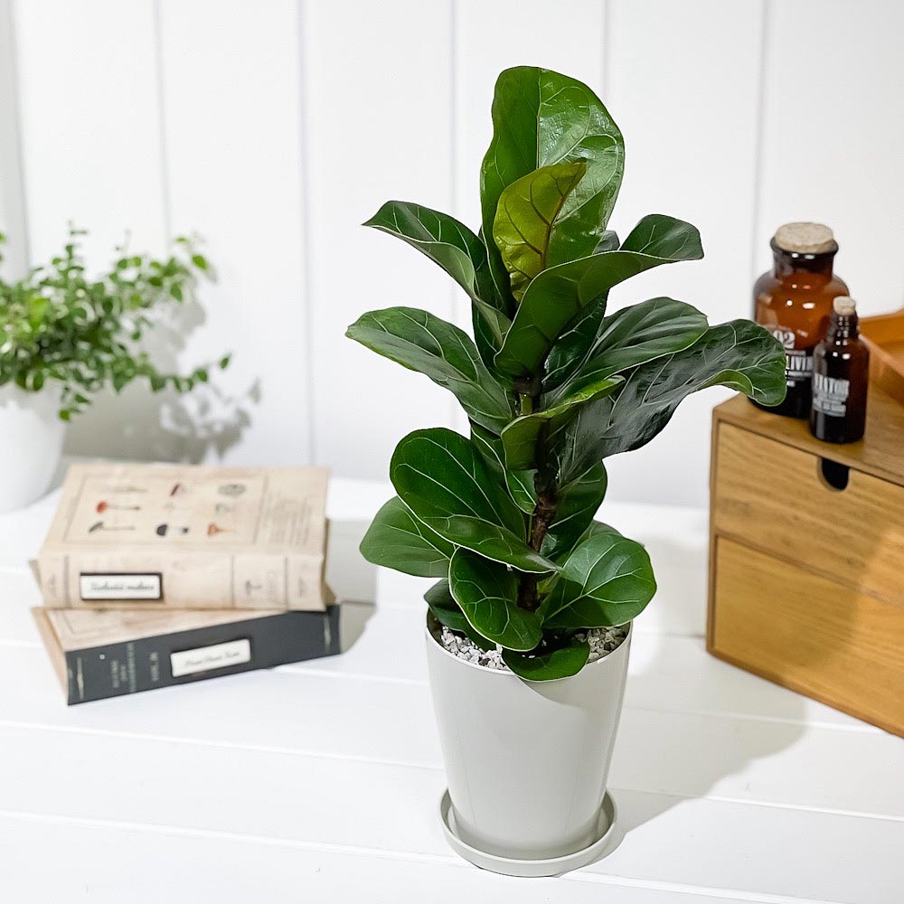 PLANCHU 観葉植物 フィカス リラータ 4号鉢 受け皿付き 育て方説明書付き Ficus lyrata カシワバゴムノキ ゴムノキ ゴムの木