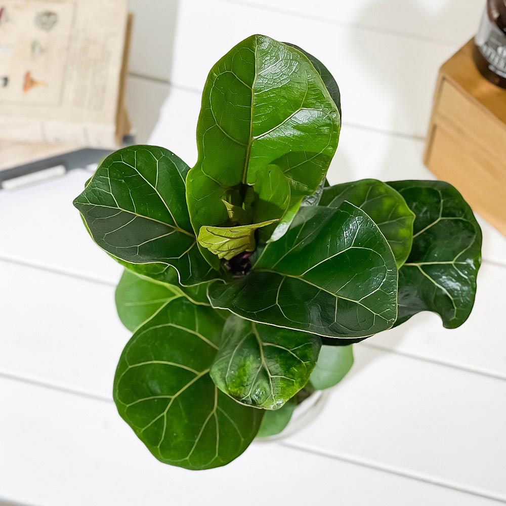 PLANCHU 観葉植物 フィカス リラータ 4号鉢 受け皿付き 育て方説明書付き Ficus lyrata カシワバゴムノキ ゴムノキ ゴムの木