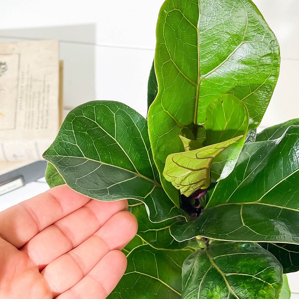 PLANCHU 観葉植物 フィカス リラータ 4号鉢 受け皿付き 育て方説明書