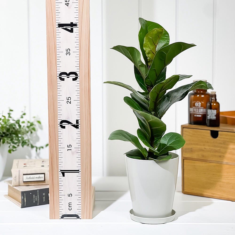 PLANCHU 観葉植物 フィカス リラータ 4号鉢 受け皿付き 育て方説明書付き Ficus lyrata カシワバゴムノキ ゴムノキ ゴムの木