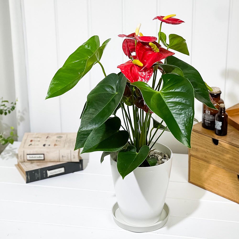 PLANCHU 観葉植物 アンスリウム ロイヤルチャンピオン 6号鉢 受け皿付き 育て方説明書付き Anthurium andraeanum ‘Royal Champion’ アンスリューム 鉢花 レッド系