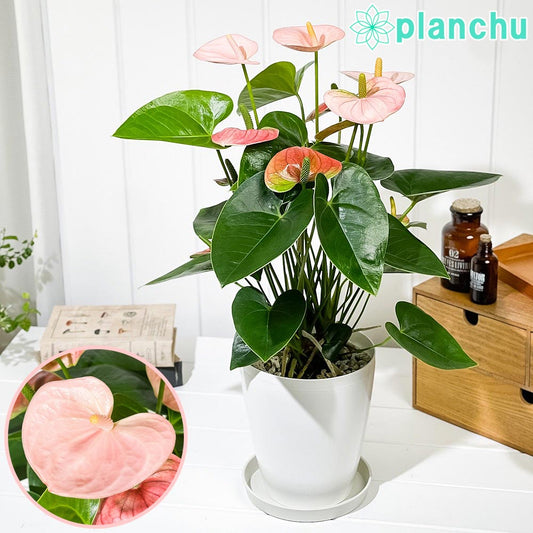 PLANCHU 観葉植物 アンスリウム スピリット 6号鉢 受け皿付き 育て方説明書付き Anthurium andraeanum ‘Spirit’ アンスリューム アロイド 鉢花 ピンク系