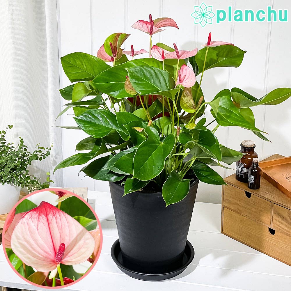 PLANCHU 観葉植物 アンスリウム ミスティーク 8号鉢 受け皿付き 育て方説明書付き Anthurium andraeanum ‘Mystique’ アンスリューム アロイド 鉢花 ピンク系