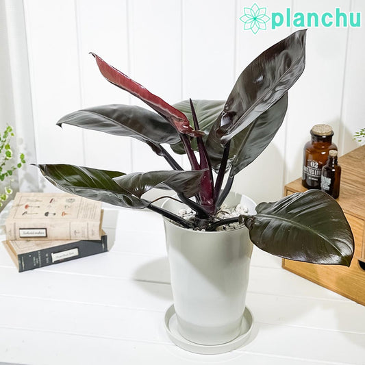 PLANCHU 観葉植物 フィロデンドロン ブラックカーディナル 6号鉢 受け皿付き 育て方説明書付き Philodendron ‘Black Cardinal’ アロイド