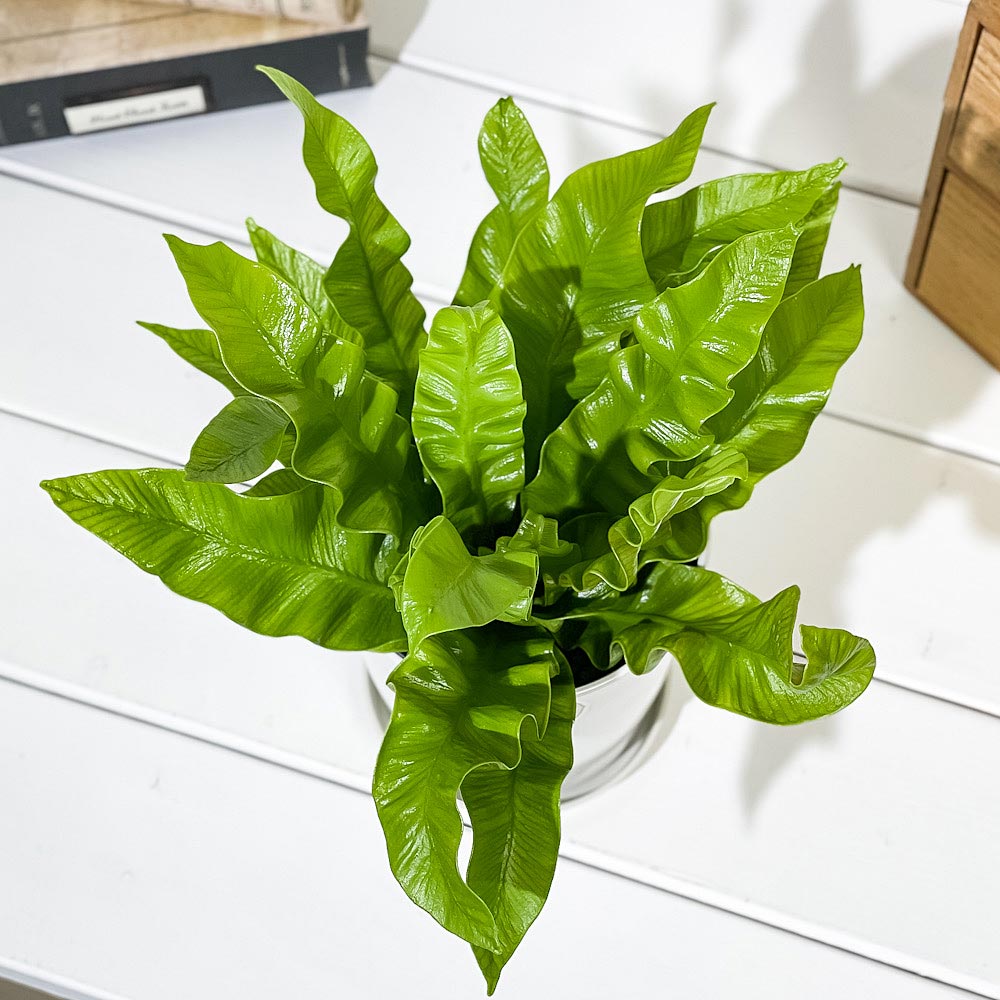 PLANCHU 観葉植物 アスプレニウム エメラルドウェーブ 4号鉢 受け皿付き 育て方説明書付き PVP Asplenium nidus ‘Emerald’ シダ植物