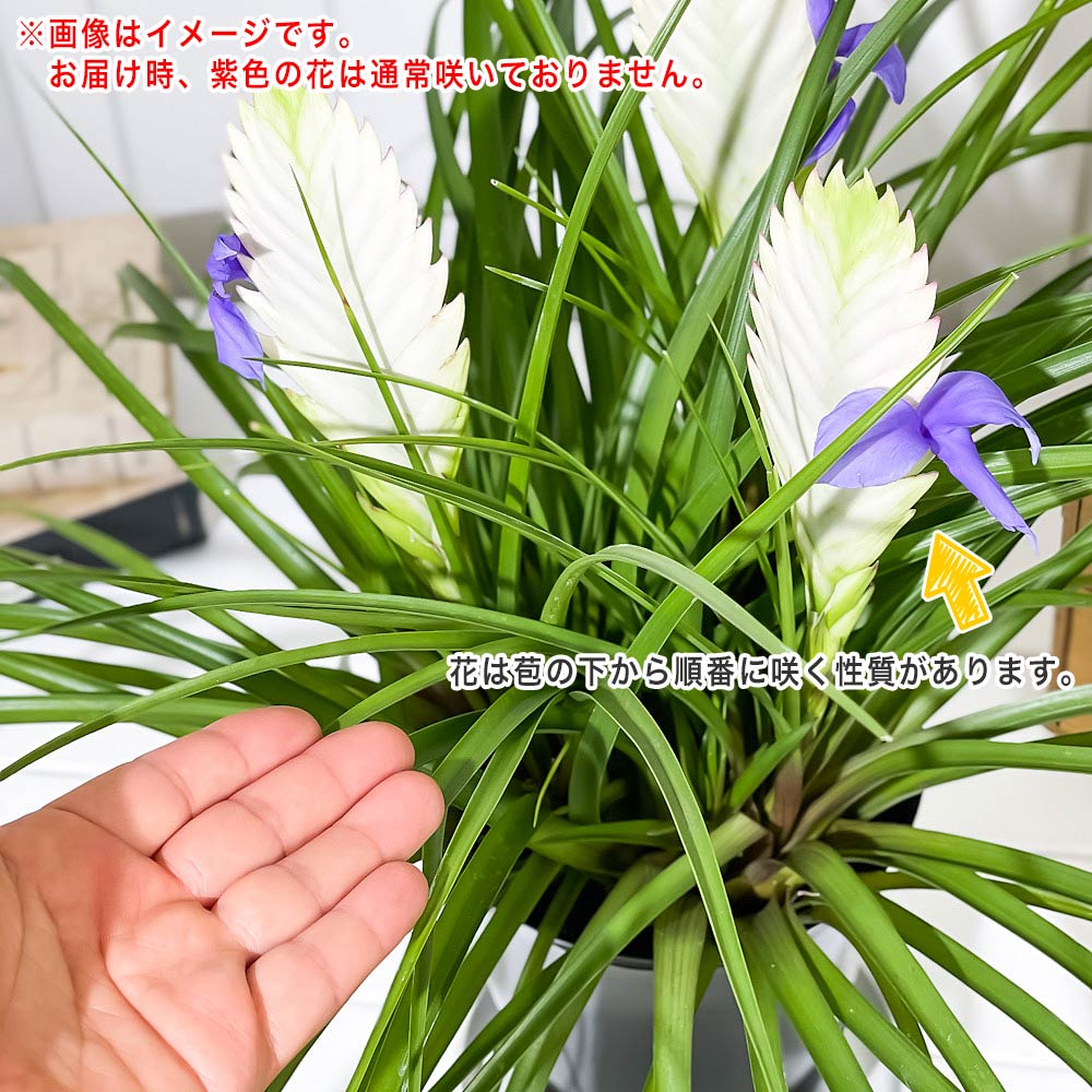 PLANCHU 観葉植物 ワリシア キアネア ホワイト 5号鉢 受け皿付き 育て方説明書付き Wallisia cyanea cv. ハナアナナス ブロメリア ティランジア