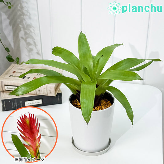 PLANCHU 観葉植物 フリーセア バカンス 4号鉢 受け皿付き 育て方説明書付き Vriesea Poelmanii Group cv. オオインコアナナス ブロメリア タンクブロメリア