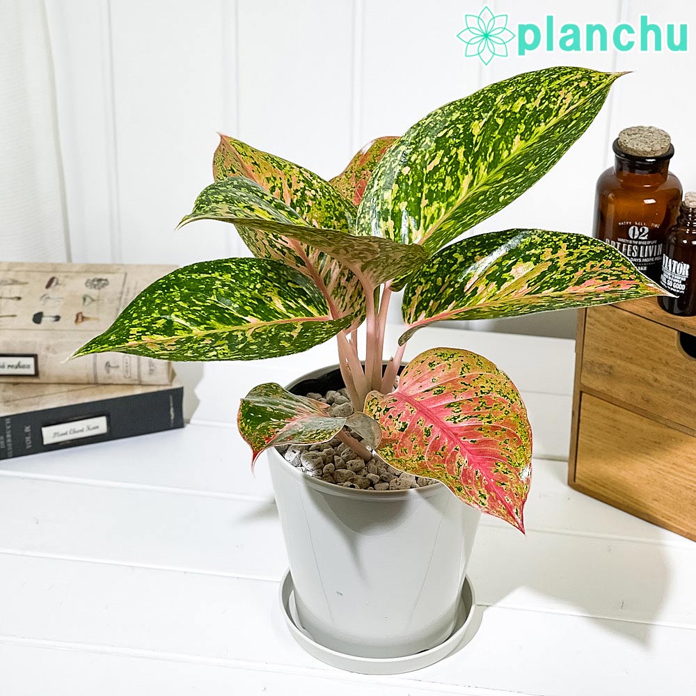 PLANCHU 観葉植物 アグラオネマ バレンタイン 5号鉢 受け皿付き 育て方説明書付き Aglaonema ‘Valentine’ 幸せを招くタイの宝石 アロイド