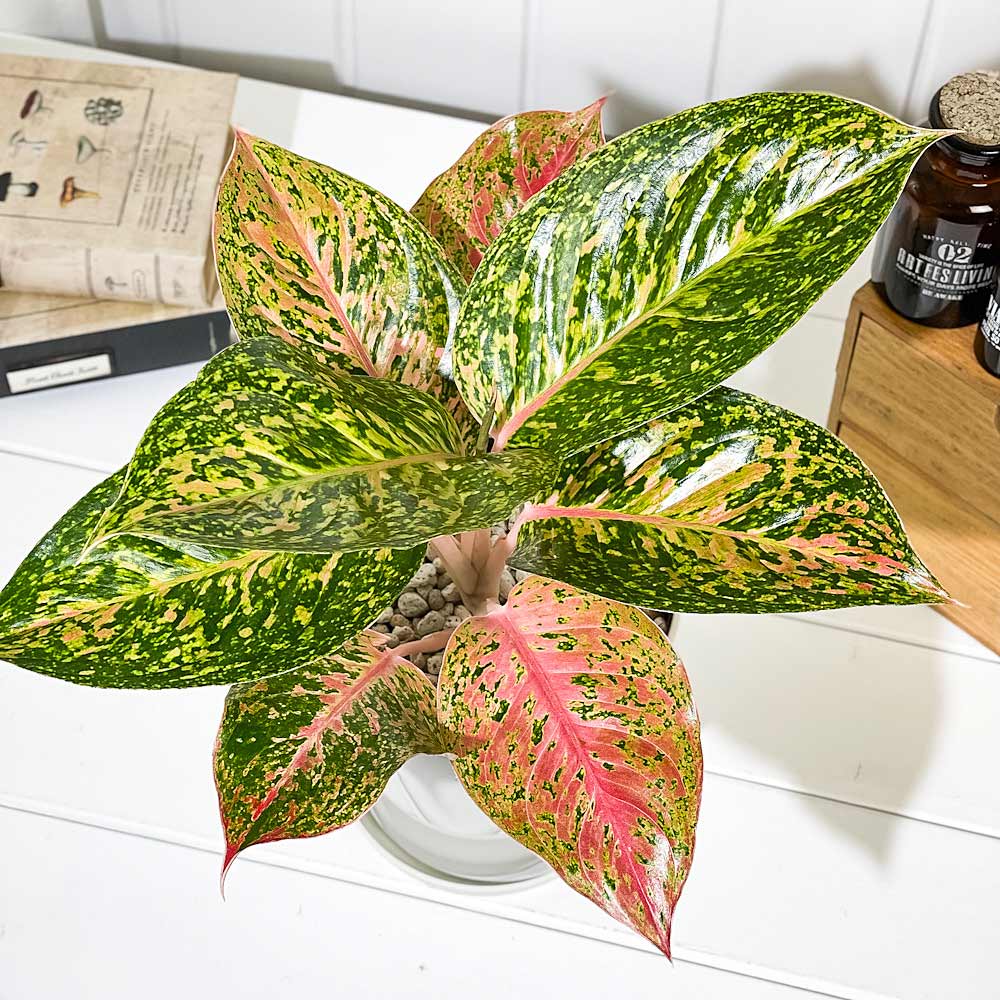 PLANCHU 観葉植物 アグラオネマ バレンタイン 5号鉢 受け皿付き 育て方説明書付き Aglaonema ‘Valentine’ 幸せを招くタイの宝石 アロイド