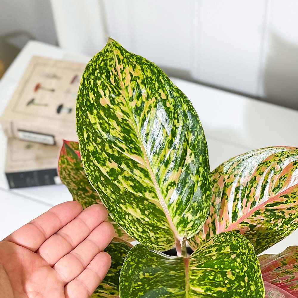 PLANCHU 観葉植物 アグラオネマ バレンタイン 5号鉢 受け皿付き 育て方説明書付き Aglaonema ‘Valentine’ 幸せを招くタイの宝石 アロイド