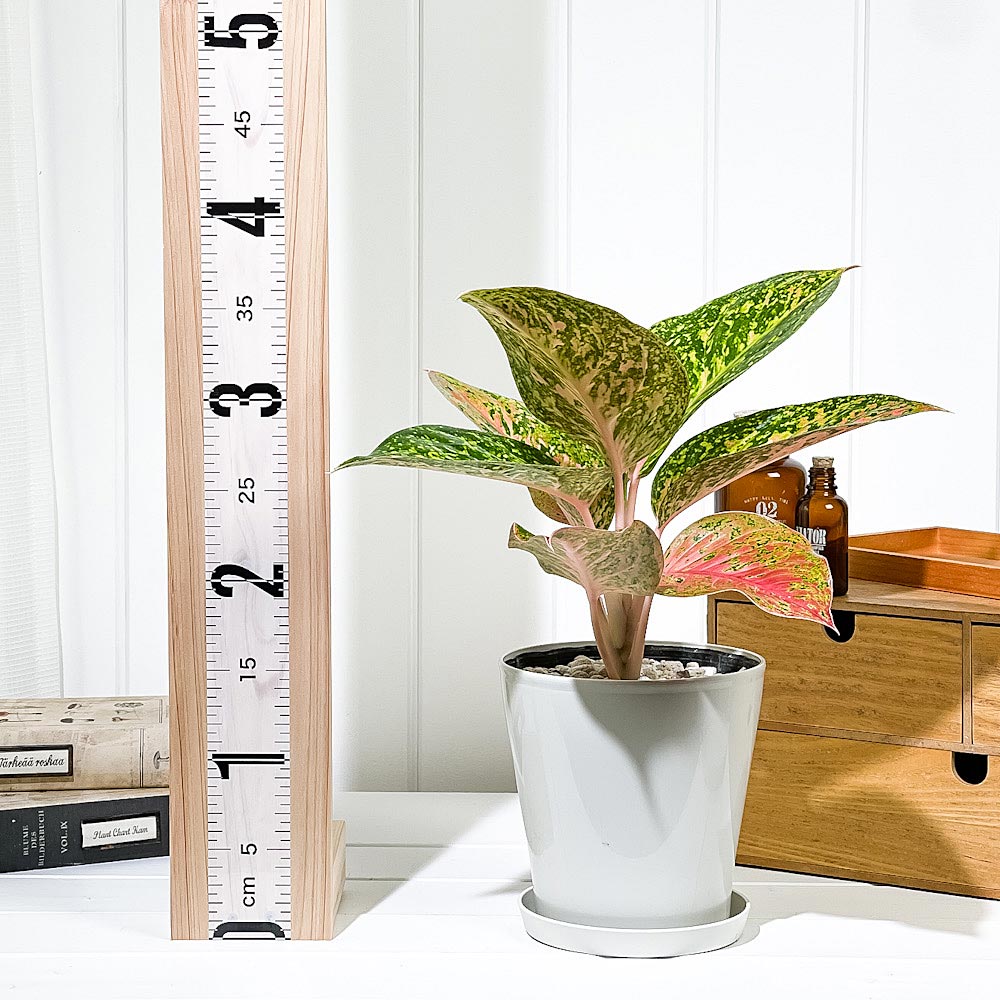 PLANCHU 観葉植物 アグラオネマ バレンタイン 5号鉢 受け皿付き 育て方説明書付き Aglaonema ‘Valentine’ 幸せを招くタイの宝石 アロイド