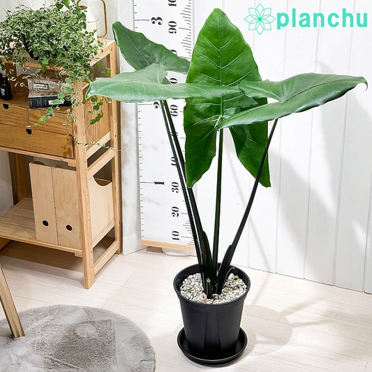 PLANCHU 観葉植物 アロカシア ブラックゼブリナ 8号スリット鉢 受け皿付き 育て方説明書付き Alocasia cv. PVP アロイド レア品種