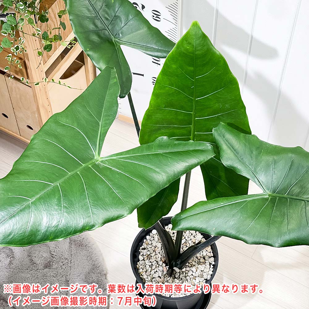 PLANCHU 観葉植物 アロカシア ブラックゼブリナ 8号スリット鉢 受け皿付き 育て方説明書付き Alocasia cv. PVP アロイド レア品種