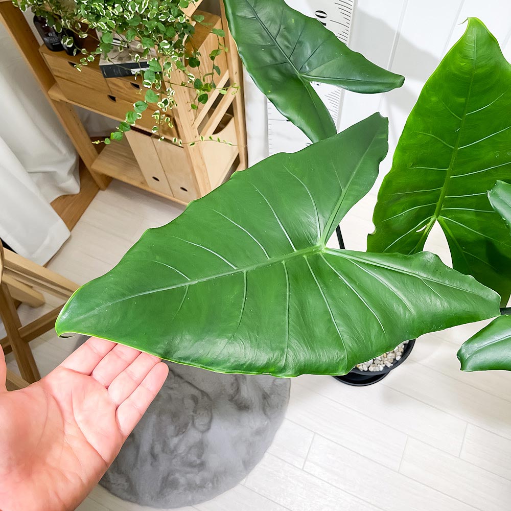 PLANCHU 観葉植物 アロカシア ブラックゼブリナ 8号スリット鉢 受け皿付き 育て方説明書付き Alocasia cv. PVP アロイド レア品種