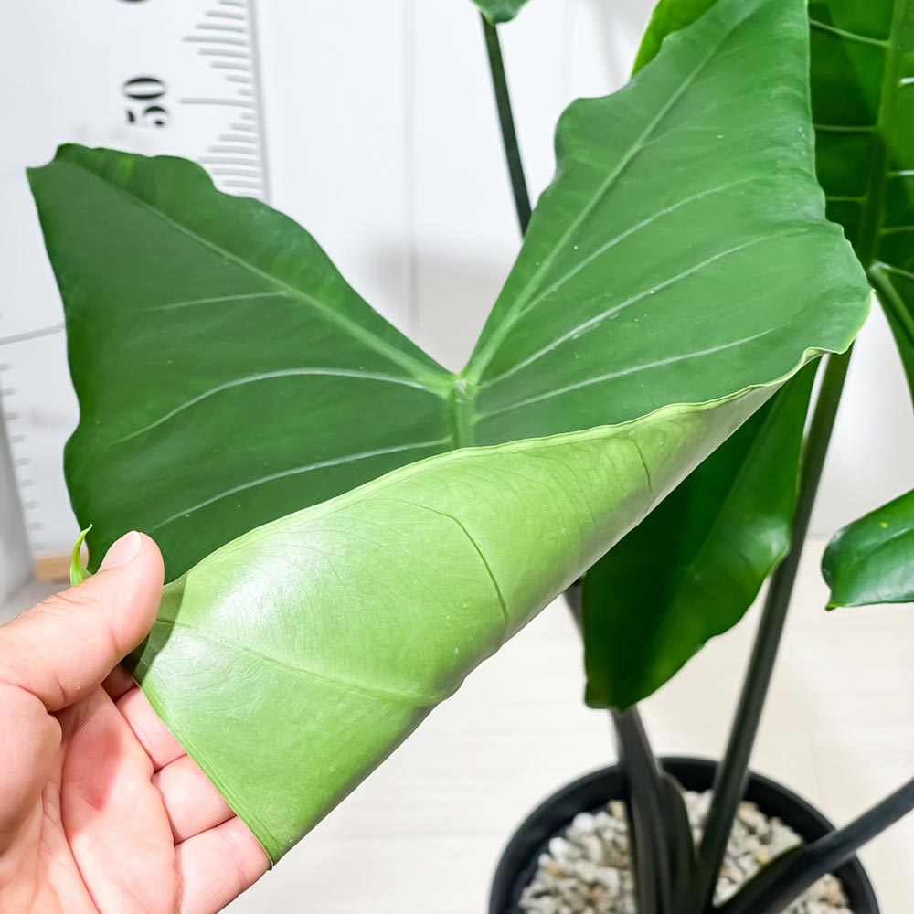 PLANCHU 観葉植物 アロカシア ブラックゼブリナ 8号スリット鉢 受け皿付き 育て方説明書付き Alocasia cv. PVP アロイド レア品種