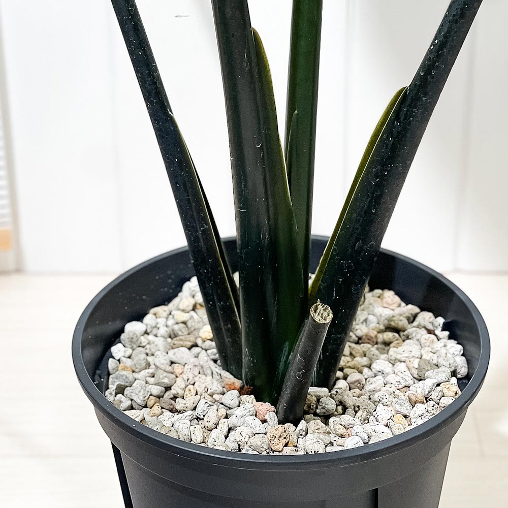 PLANCHU 観葉植物 アロカシア ブラックゼブリナ 8号スリット鉢