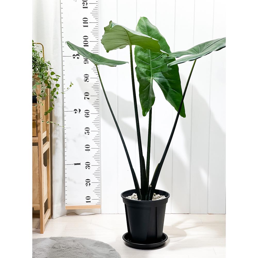 PLANCHU 観葉植物 アロカシア ブラックゼブリナ 8号スリット鉢