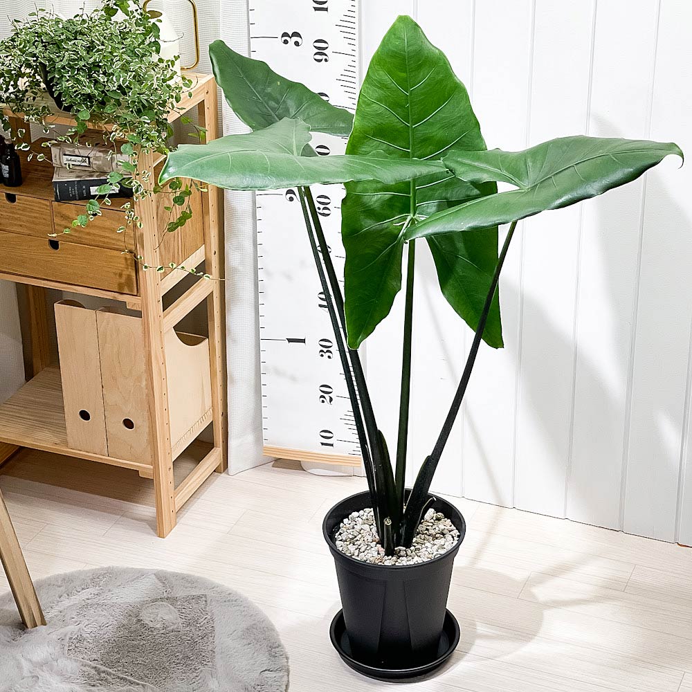 PLANCHU 観葉植物 アロカシア ブラックゼブリナ 8号スリット鉢 受け皿
