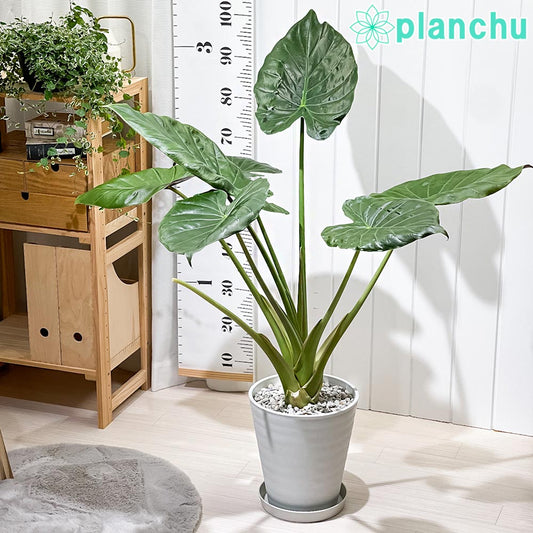 PLANCHU 観葉植物 アロカシア ウェンティー 8号鉢 受け皿付き 育て方説明書付き Alocasia wentii ニューギニアシールド アロイド