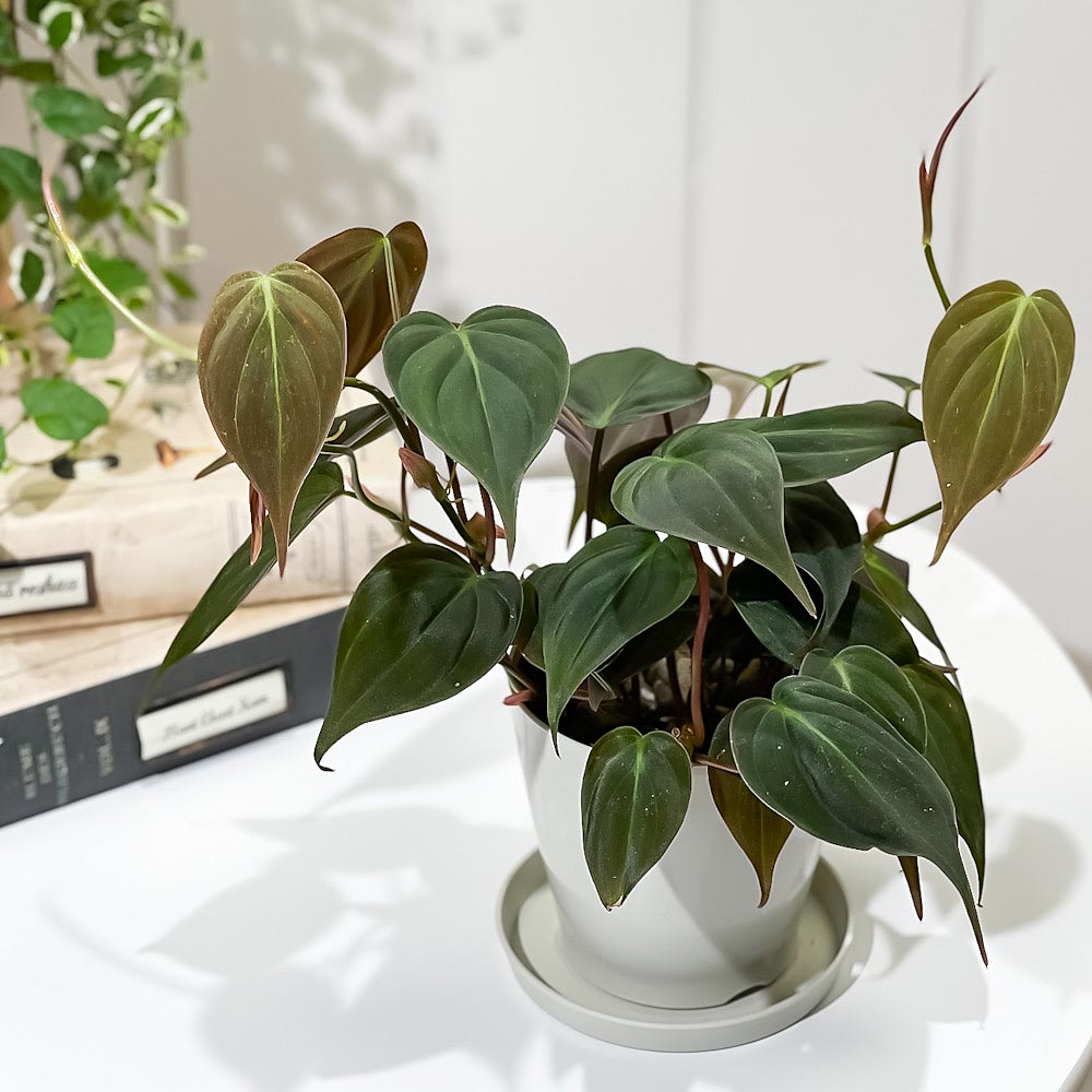 PLANCHU 観葉植物 フィロデンドロン ミカンス 3.5号鉢 受け皿付き 育て