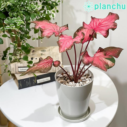 PLANCHU 観葉植物 カラジウム バイカラーフラミンゴ 4号鉢 受け皿付き 育て方説明書付き Caladium ‘Bicolor Flamingo’ アロイド レア品種