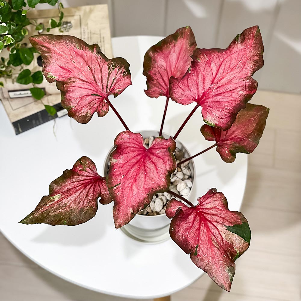 PLANCHU 観葉植物 カラジウム バイカラーフラミンゴ 4号鉢 受け皿付き 育て方説明書付き Caladium ‘Bicolor Flamingo’ アロイド レア品種