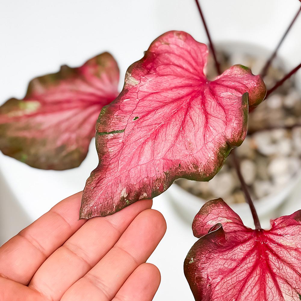 PLANCHU 観葉植物 カラジウム バイカラーフラミンゴ 4号鉢 受け皿付き 育て方説明書付き Caladium ‘Bicolor Flamingo’ アロイド レア品種