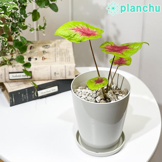 PLANCHU 観葉植物 カラジウム レモンブラッシュ 4号鉢 受け皿付き 育て方説明書付き Caladium ‘Lemon Blush’ アロイド レア品種