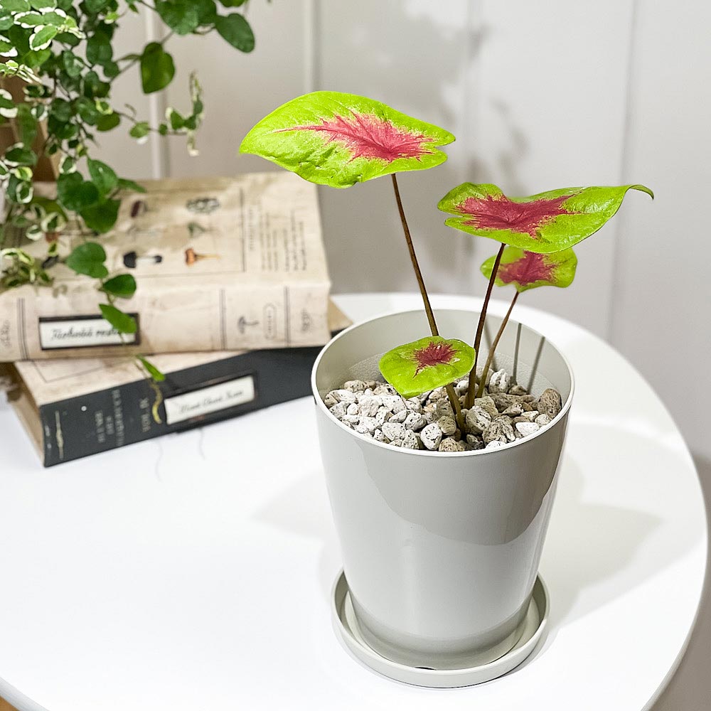 PLANCHU 観葉植物 カラジウム レモンブラッシュ 4号鉢 受け皿付き 育て