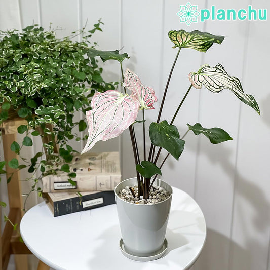 PLANCHU 観葉植物 カラジウム ピンクシンフォニー 4号鉢 受け皿付き 育て方説明書付き Caladium ‘Pink Symphony’ アロイド レア品種