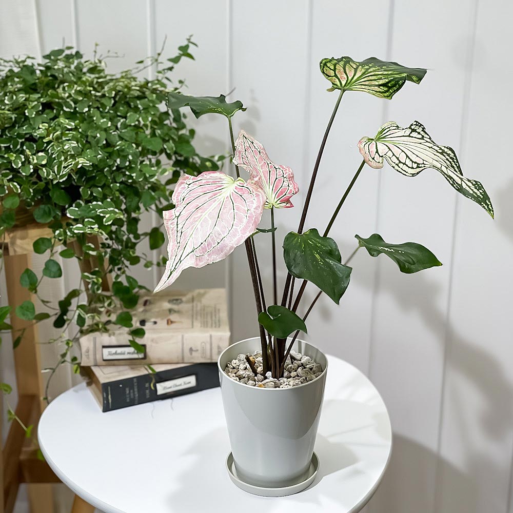 PLANCHU 観葉植物 カラジウム ピンクシンフォニー 4号鉢 受け皿付き