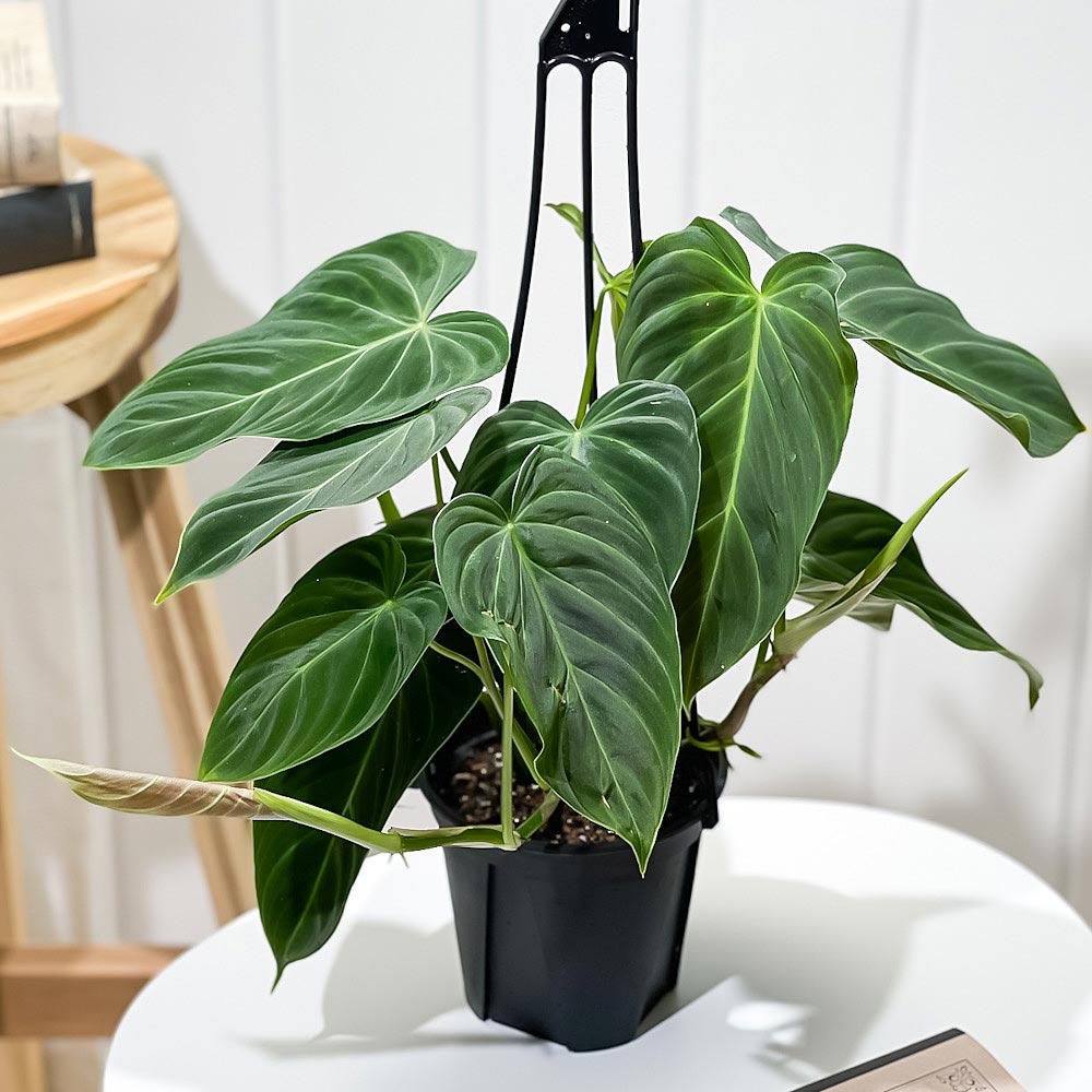 PLANCHU 観葉植物 フィロデンドロン グロリアス 4号吊り鉢 育て方説明