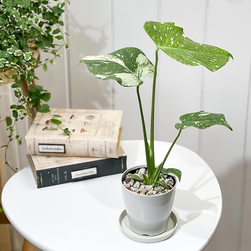 PLANCHU 観葉植物 モンステラ タイコンステレーション 3.5号鉢 受け皿付き 育て方説明書付き Monstera deliciosa ‘Thai Constellation’ 斑入り アロイド レア品種
