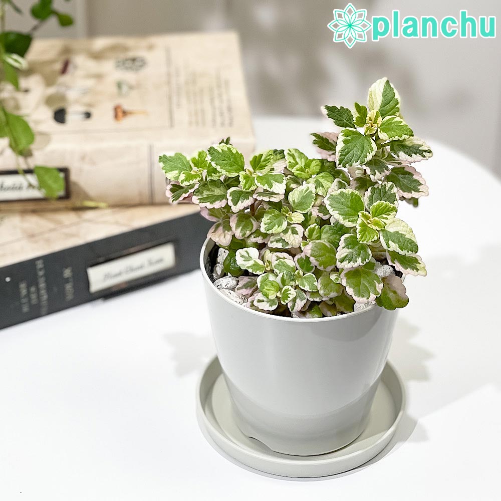 PLANCHU 観葉植物 プレクトランサス ミントリーフ 3.5号鉢 受け皿付き 育て方説明書付き Plectranthus ‘Variegated Mintleaf’ アロマティカス 斑入り ハーブ苗 虫除け植物